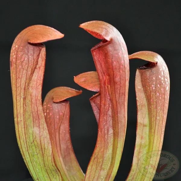 Sarracenia x Bug Bat