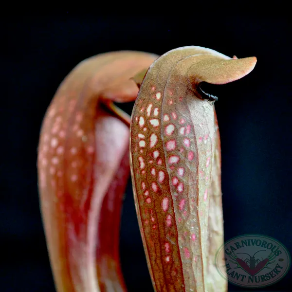 Sarracenia x Bug Bat